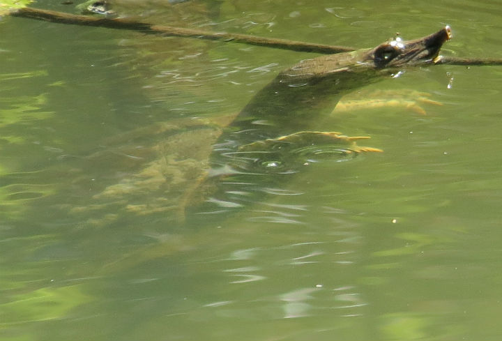 Spiny Softshell